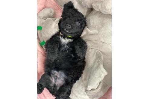成約済の東京都のミックス犬-142673の2枚目