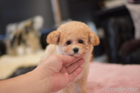 成約済の茨城県のタイニープードル-141365