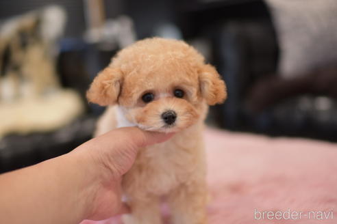 成約済の茨城県のタイニープードル-141365の6枚目