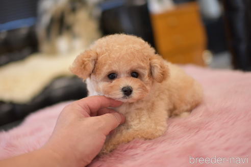 成約済の茨城県のタイニープードル-141365の5枚目