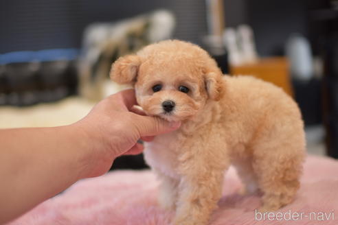 成約済の茨城県のタイニープードル-141365の4枚目