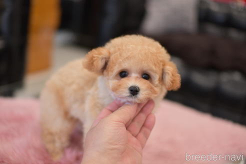 成約済の茨城県のタイニープードル-141365の3枚目