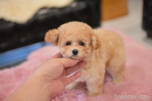 成約済の茨城県のタイニープードル-141365の2枚目