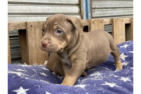 成約済の群馬県のアメリカンピットブルテリア-142690の4枚目