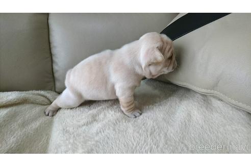 成約済の埼玉県のフレンチブルドッグ-143071の9枚目