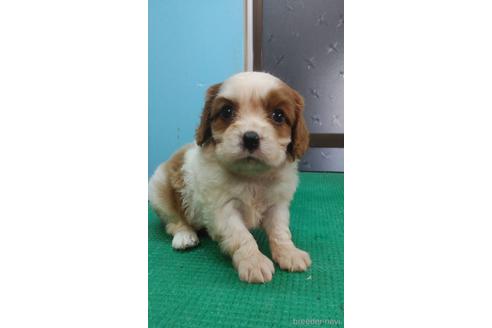 成約済の鹿児島県のキャバリアキングチャールズスパニエル-142713の4枚目