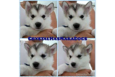 北海道でアラスカンマラミュートの子犬を探す ブリーダーナビ