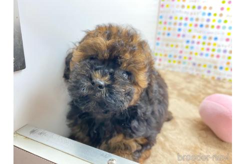 岡山県のミックス犬 女の子 21 05 30生まれ マルチーズ プードルシーズーのミックス犬です 子犬id ブリーダーナビ