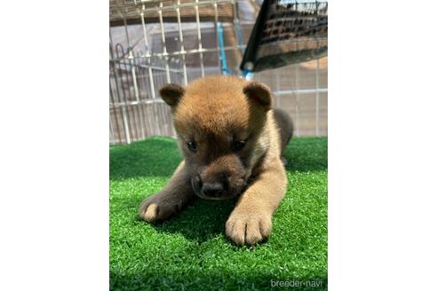成約済の広島県の柴犬-138439の3枚目