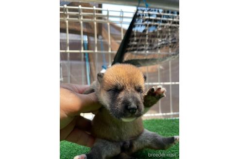 成約済の広島県の柴犬-142788の2枚目