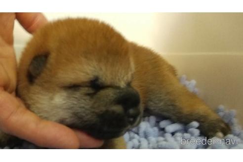 成約済の愛知県の柴犬-141844の2枚目