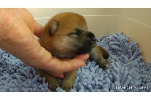 成約済の愛知県の柴犬-142803の2枚目