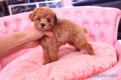 成約済の茨城県のティーカッププードル-142811の1枚目