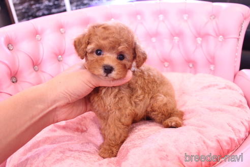 成約済の茨城県のティーカッププードル-142811の13枚目