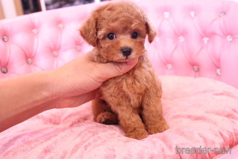 成約済の茨城県のティーカッププードル-142811の12枚目