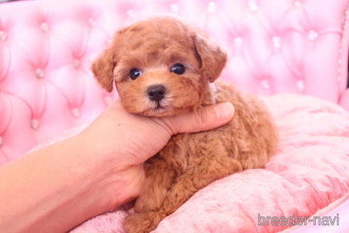 成約済の茨城県のティーカッププードル-142811の11枚目