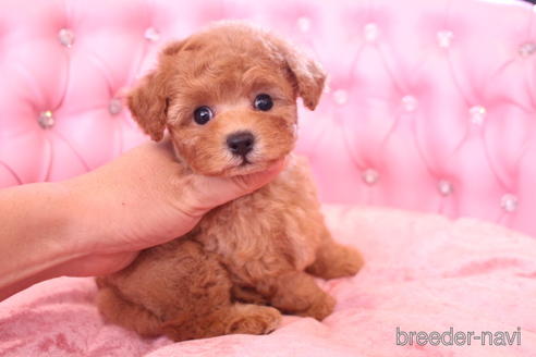 成約済の茨城県のティーカッププードル-142811の8枚目