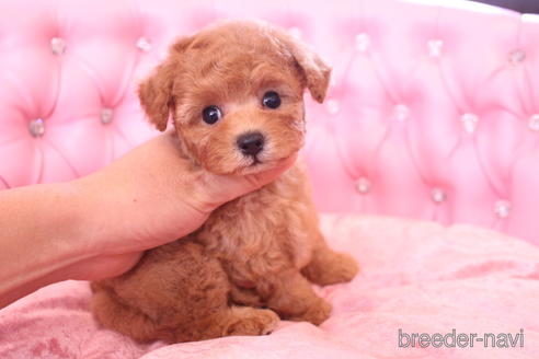 成約済の茨城県のティーカッププードル-142811の7枚目