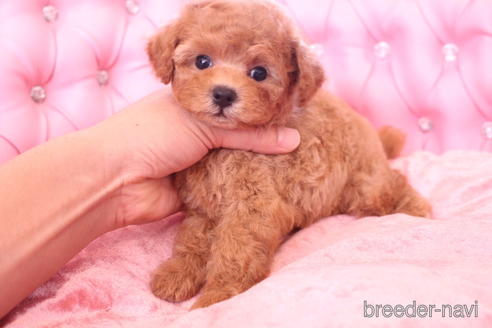 成約済の茨城県のティーカッププードル-142811の6枚目