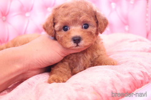 成約済の茨城県のティーカッププードル-142811の5枚目