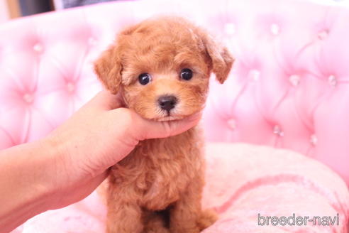 成約済の茨城県のティーカッププードル-142811の4枚目