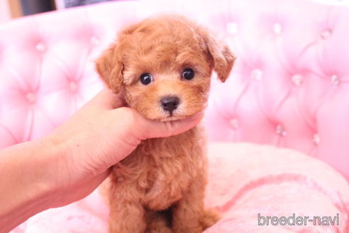 成約済の茨城県のティーカッププードル-142811の3枚目