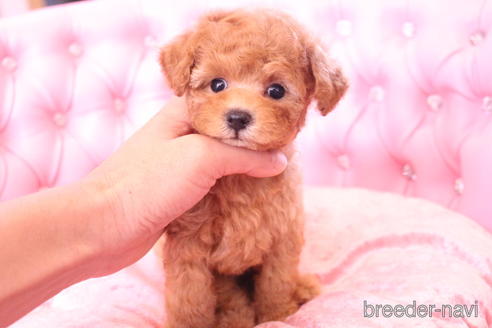 成約済の茨城県のティーカッププードル-142811の2枚目