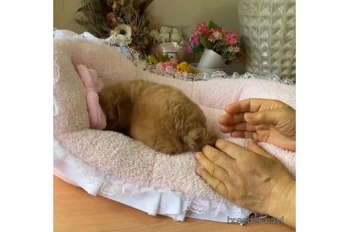 成約済の大阪府のタイニープードル-142821の2枚目