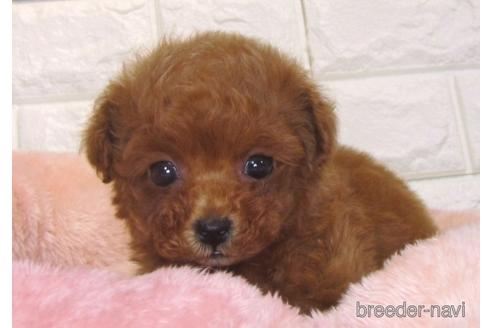 成約済の茨城県のトイプードル-142825の3枚目