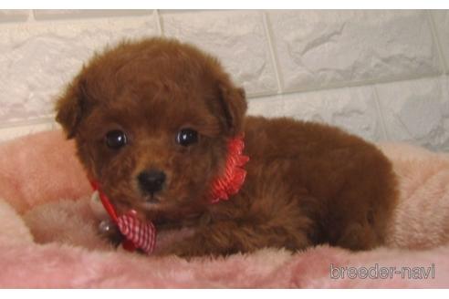 成約済の茨城県のトイプードル-142825の2枚目