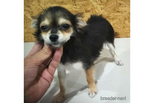 女の子のヨーチー:ヨークシャーテリア×チワワの子犬を探す（10
