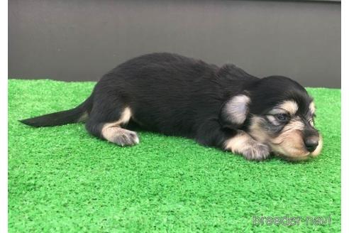 成約済の兵庫県のカニンヘンダックスフンド(ロングヘアード)-142830の3枚目