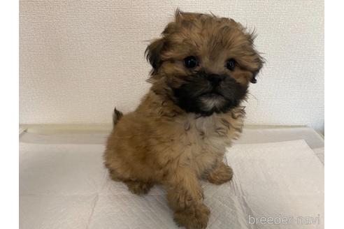 成約済の山梨県のミックス犬-141397の4枚目