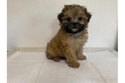 成約済の山梨県のミックス犬-141397の5枚目