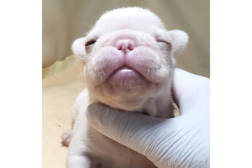 成約済の茨城県のフレンチブルドッグ-142018の10枚目