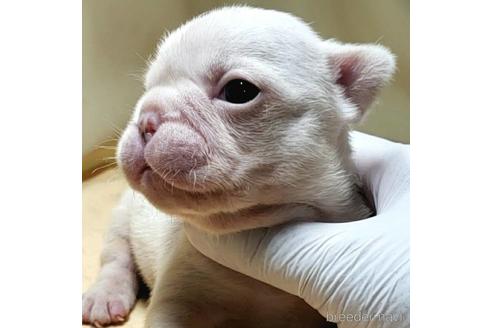 成約済の茨城県のフレンチブルドッグ-142018の8枚目