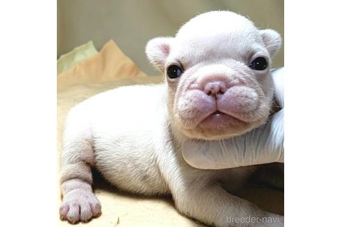 成約済の茨城県のフレンチブルドッグ-142018の7枚目