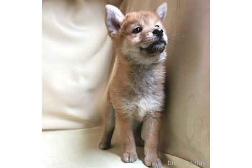 成約済の茨城県のミックス犬-137453の19枚目