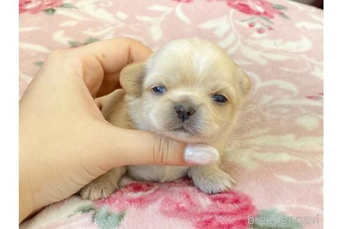 成約済の香川県のミックス犬-142954の1枚目