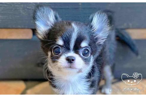 成約済の愛知県のチワワ(ロングコート)-141974