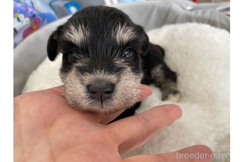 子犬