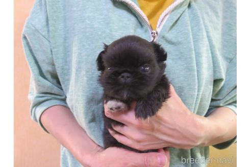 成約済の愛知県のペキニーズ-141179の14枚目