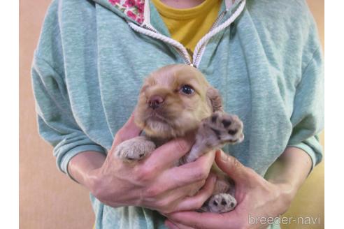 成約済の愛知県のアメリカンコッカースパニエル-141278の10枚目