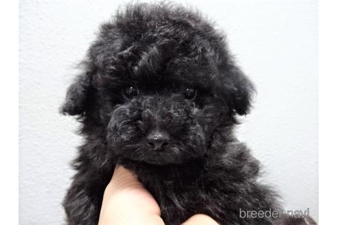 成約済の大阪府のタイニープードル-140518の5枚目