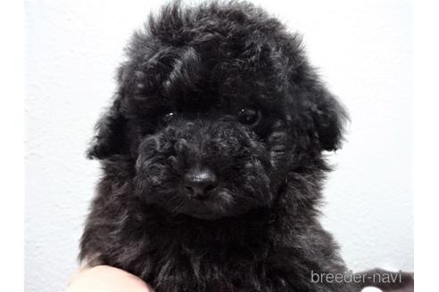 成約済の大阪府のタイニープードル-140518の4枚目