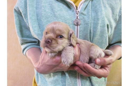 成約済の愛知県のアメリカンコッカースパニエル-141278の6枚目