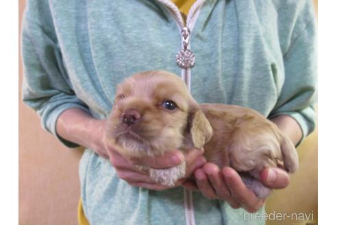 成約済の愛知県のアメリカンコッカースパニエル-141278の5枚目