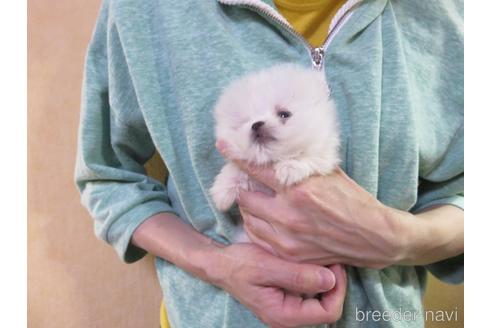 成約済の愛知県のポメラニアン-138026の7枚目