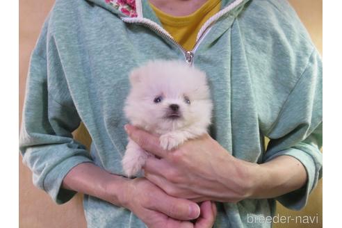 成約済の愛知県のポメラニアン-138026の6枚目