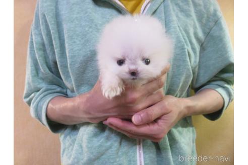 成約済の愛知県のポメラニアン-138028の1枚目